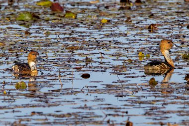 Bataklık suyunda yüzen iki dolu ıslık.