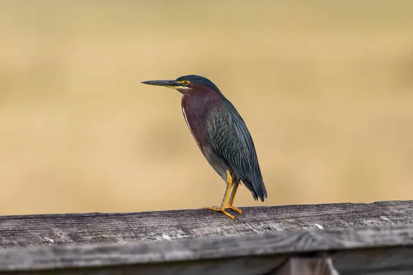 stock image A green herron standing on a wooden rail