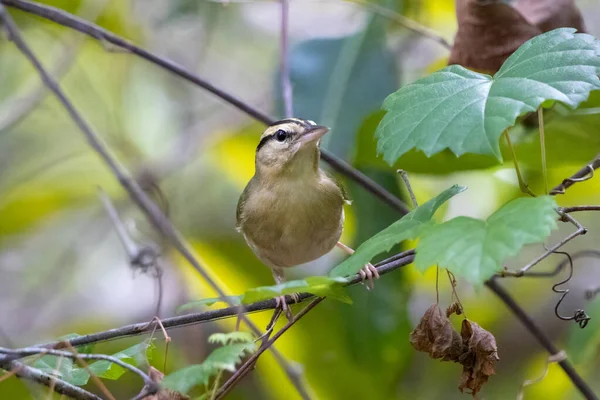 Küçük bir dala tünemiş bülbül yiyen bir solucan.