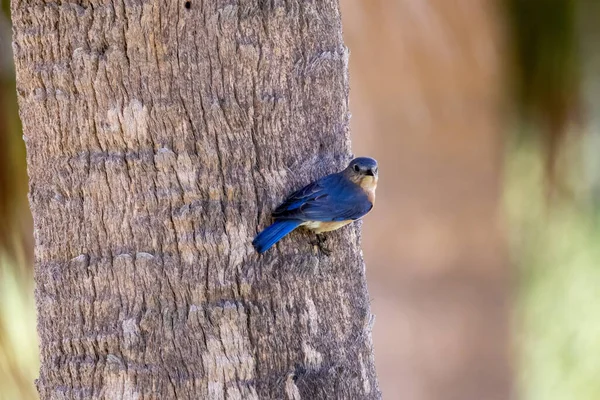 Pájaro Azul Oriental Lado Una Palmera —  Fotos de Stock