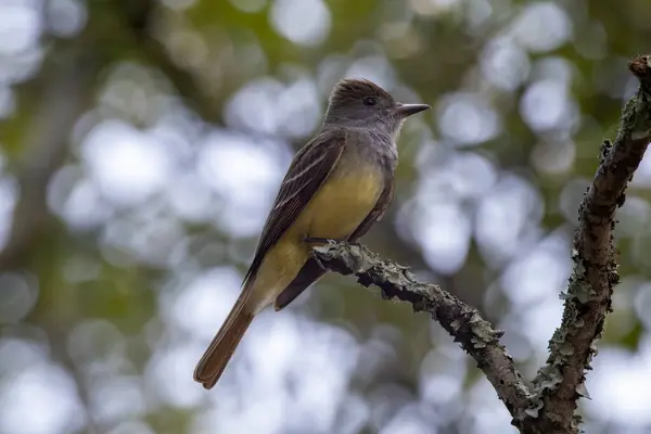 Bir dala tünemiş büyük bir sinekkapan