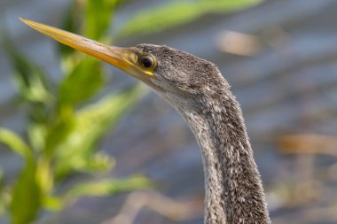 Anhinga 'nın Dünyası: Ayrıntılı Görünümde Kadın Anhinga