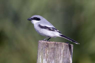 Shrike 'ın Dünyası: Loggerhead Shrike in Natural Habitat