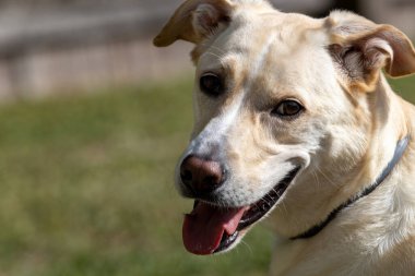 Köpek Kişiliği: Ayrıntılı Görünümde İşçi Sınırı Collie Karışımı