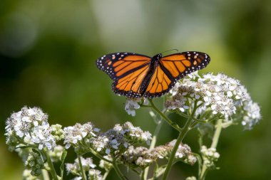 Kral kelebeklerinin İhtişamı: Şaşırtıcı Detaylarda Kelebek