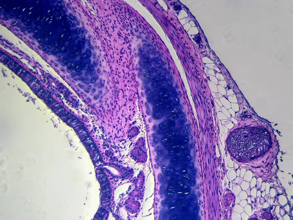 耳蜗的解剖 组织和软骨层的详细横断面 — 图库照片
