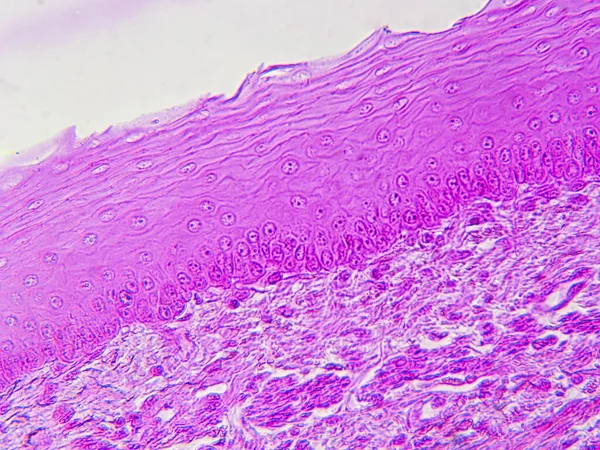 Tecido Esofágico Sob Microscópio Epitélio Escamoso Estratificado Detalhes — Fotografia de Stock