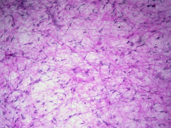 Der Füllstoff Des Körpers Lockeres Areolargewebe Detail Unter Dem Mikroskop — Stockfoto