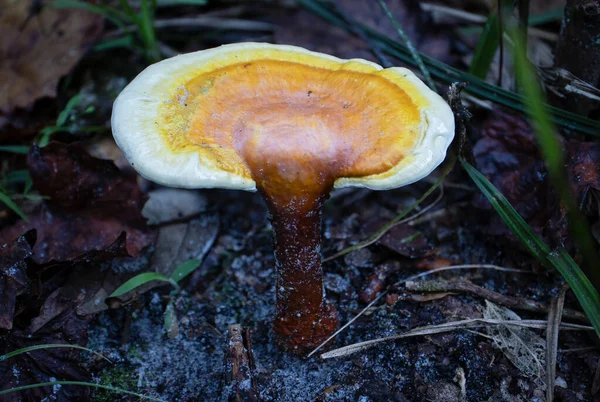 Mantar Sihri: Sersemletici Yakın plan Altın Reishi Mantarı