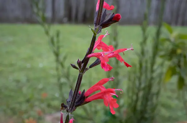 Bahçedeki Bir Renkli Pop: Kırmızı Tropikal Bilge Çiçek Tam Çiçek