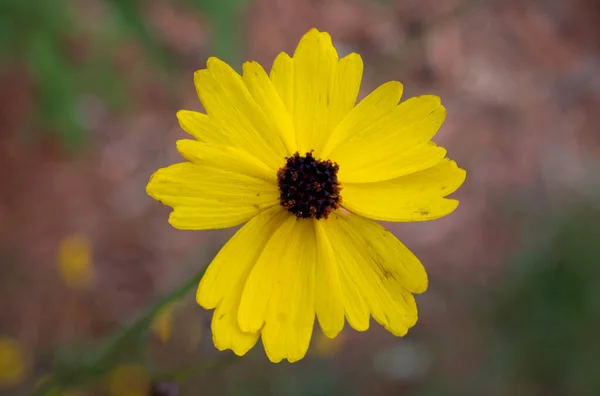 Tiny Flower, Big Beauty: Macro Shot of a Tickseed Flower in Full Bloom