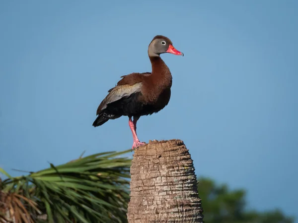 A Bird of Paradise: Black Bellied Whistling Duck on a Palm Tree