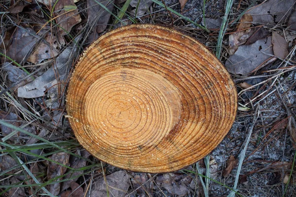 Geçmişe Bir Bakış: Çapraz Bölümde Ağaç Halkaları