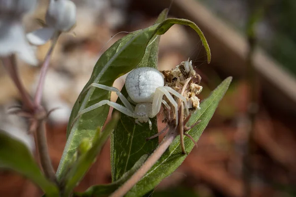 Caçador Camuflado Aranha Caranguejo Branco Escondida Nas Folhas Milkweed — Fotografia de Stock