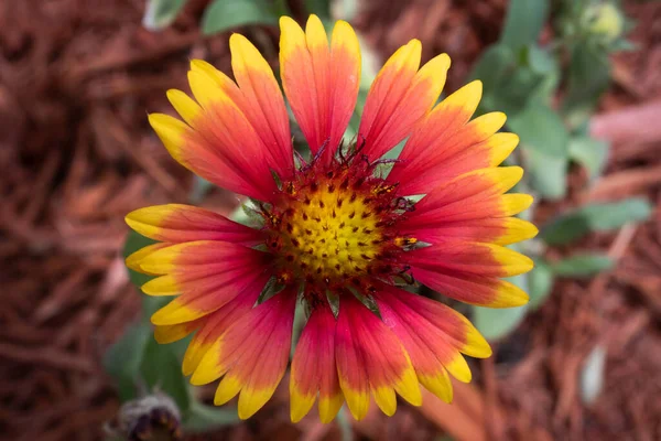 A World in a Flower: Macro Shot of a Blanket Flower in Stunning Detail