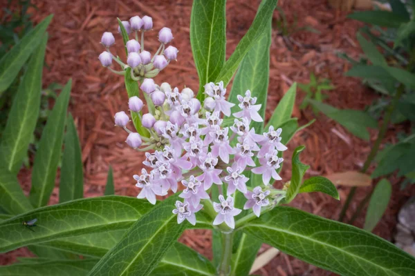 Farbenpracht Den Feuchtgebieten Floridas Sumpfmilchblume Voller Blüte — Stockfoto