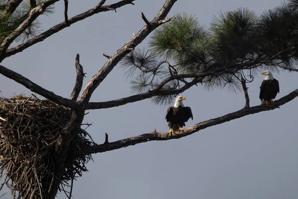 Kartal Dünyası: Doğal Yaşam Alanındaki Kartallar