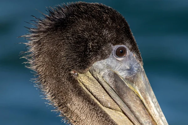 Pelikanens Värld Brown Pelican Stunning Detail — Stockfoto
