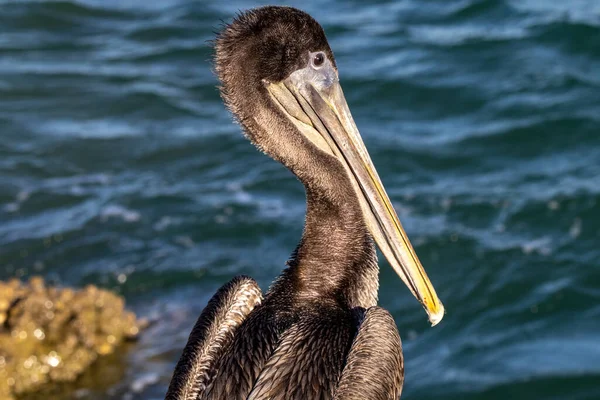 Beachcomber World Brown Pelican Natural Habitat — Stock Photo, Image