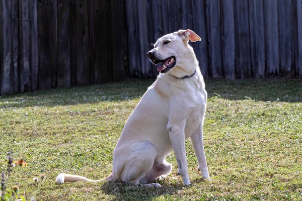 stock image Laborador Border Collie Mix Relaxing in the Sunlight