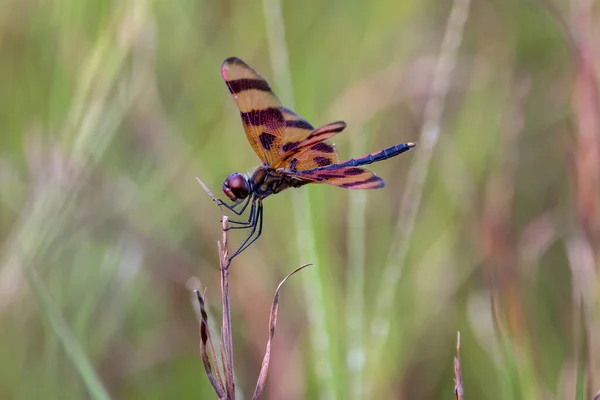 Dragonfly Halloween Colors Halloween Pennant Natural Habitat — Stock Photo, Image