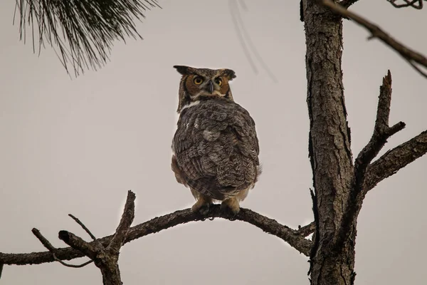 Majestic Owl Great Horned Natural Habitat — Stock Photo, Image