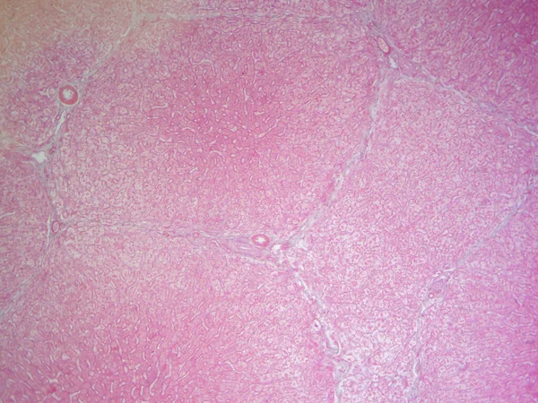 Profundidade Vista Tecido Fígado Imagem Histológica Alto Detalhe — Fotografia de Stock