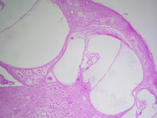 Oído Interior Revelado Cochlea Cerdo Guinea Vista Detallada Bajo Microscopio —  Fotos de Stock