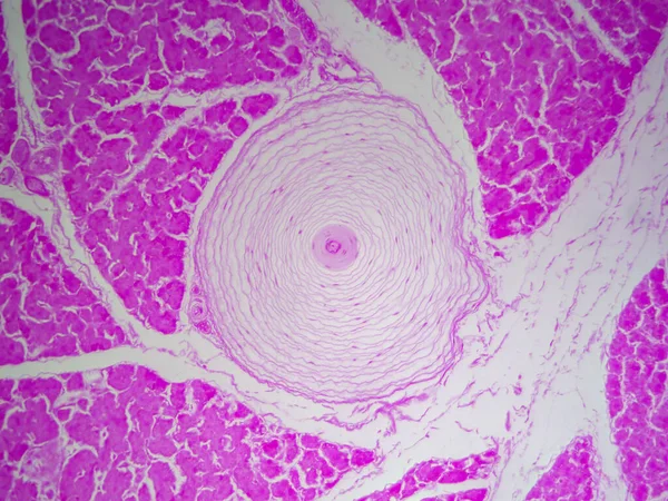 Derinlikte Dokunma Alıcılarına Bakınız Yüksek Detaylı Paccinian Hücresi — Stok fotoğraf