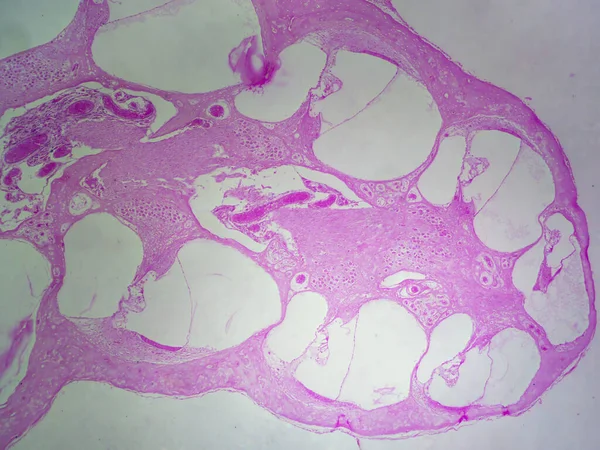 Cochlea Daha Yakın Bakış Sersemletici Detaylardaki Gine Domuzu Tectorial Membrane — Stok fotoğraf