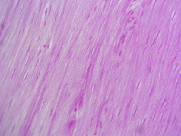 Anatomy Muscles Histology Image Stunning Detail — Stock Photo, Image