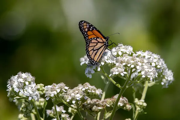 stock image A Closer Look at the Monarch Butterfly: Side View in Detailed View