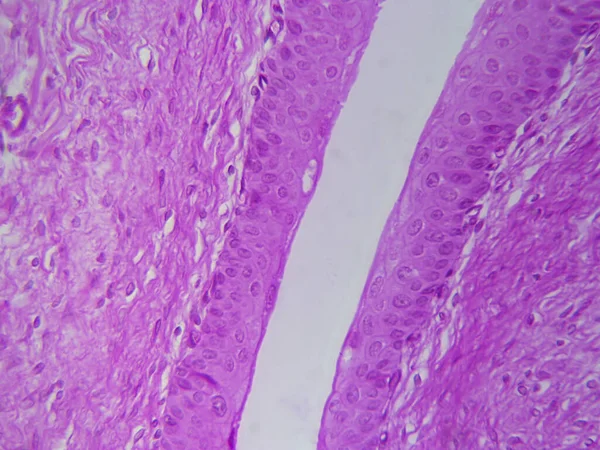 Anatomy Bladder Histology Image Stunning Detail — 스톡 사진