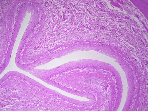 膀胱の解剖学 詳細情報の組織学的画像 — ストック写真