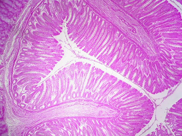 Inggris Anatomy Rectum Histology Image High Detail — Stok Foto
