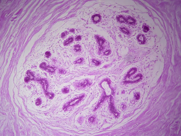 Secret Life Glands Histology Image Stunning Detail — 스톡 사진