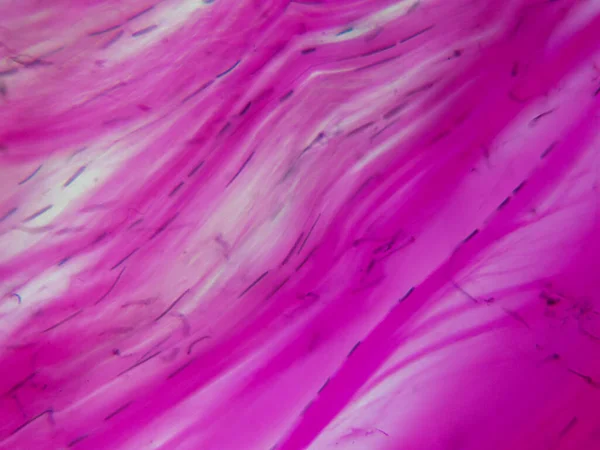 Structure Tendons Histology Image Stunning Detail — Stock fotografie