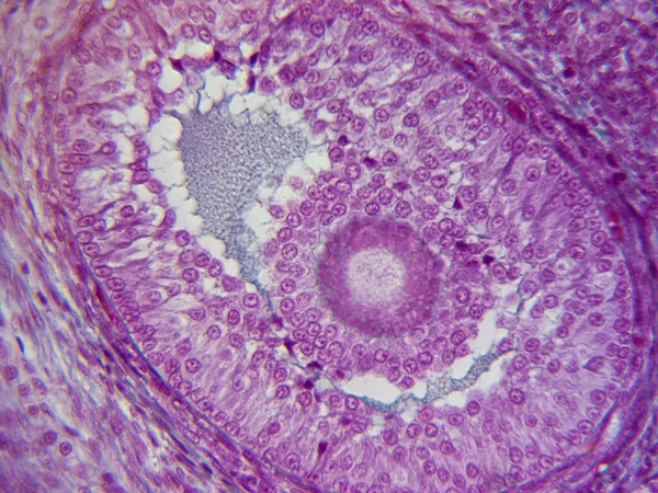 Journey Egg Histology Image Stunning Detail — Stockfoto