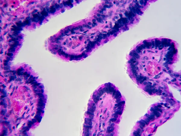 Zooming in on Uterine Tube Tissue: Detailed View in High Magnification