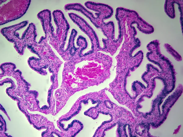 Uterine Tube Human Tissue High Magnification — стокове фото