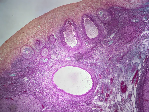 World Ovaries Histology Image High Detail — Stock Photo, Image