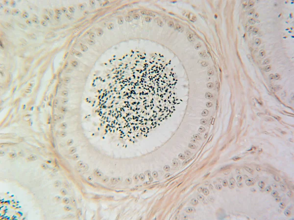Close Epididymis Stunning Detail High Magnification — Stock Photo, Image