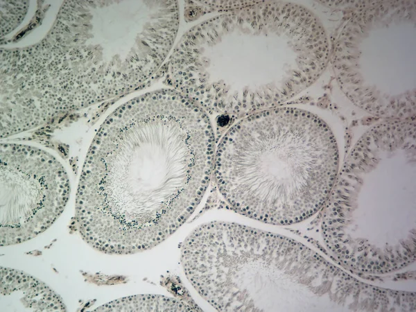 World Sperm Histology Image High Detail — 스톡 사진