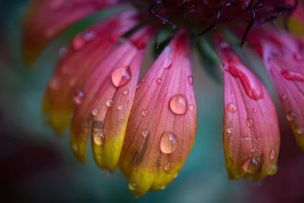 Varázslat Vízcseppek Lenyűgöző Makró Lövés Egy Takaró Virág Peta Stock Kép