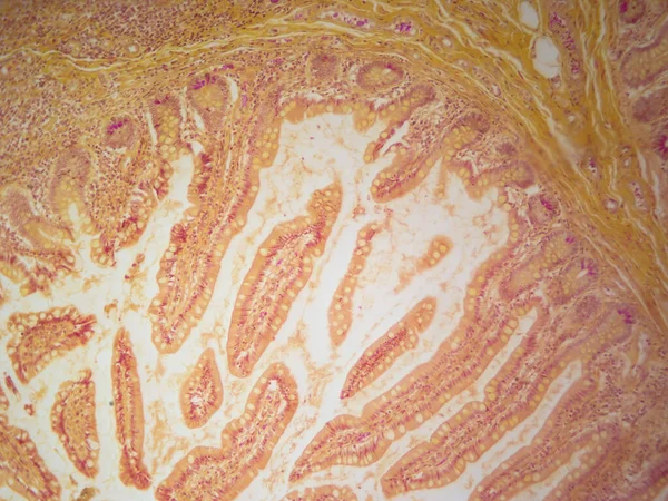 Nce Bağırsaktaki Cam Hücrelerinin Tarihsel Görüntüsü - Stok İmaj