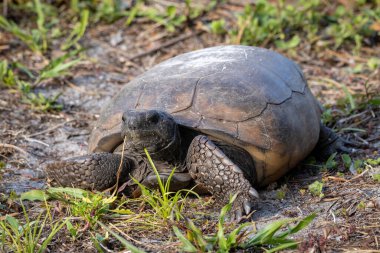 Florida Gopher Kaplumbağası: Sabrın Portresi