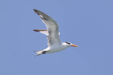 Mavi gökyüzünde süzülen zarif Royal Tern