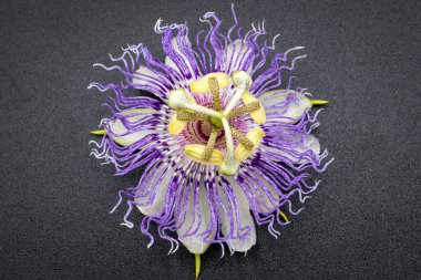 Çiçek Karşıtlığı: Kara Arkaplanda Tutku Çiçeği Açtı