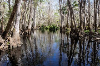 Huzurun Ortası: Florida 'da Kara Su Deresi