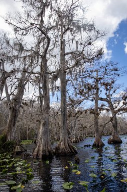 Kibar Devler: Florida Gölü boyunca Büyük Yaşlı Kıbrıs Ağaçları